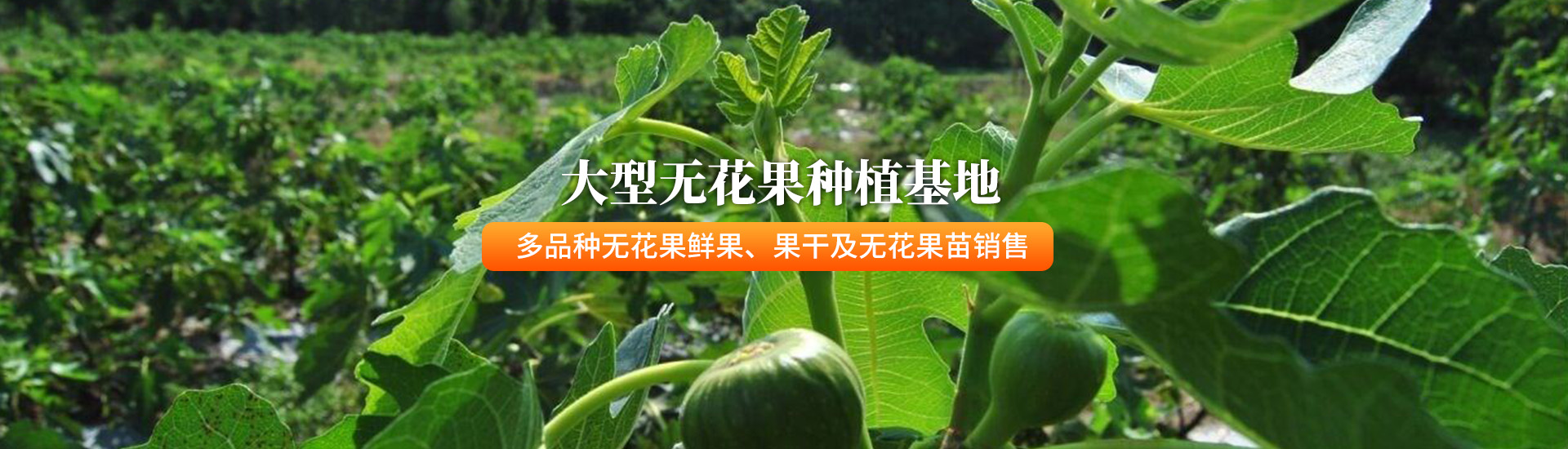 	无花果批发