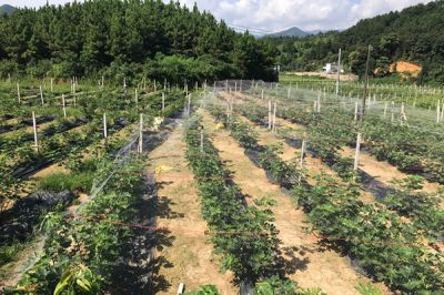 无花果鲜果批发
